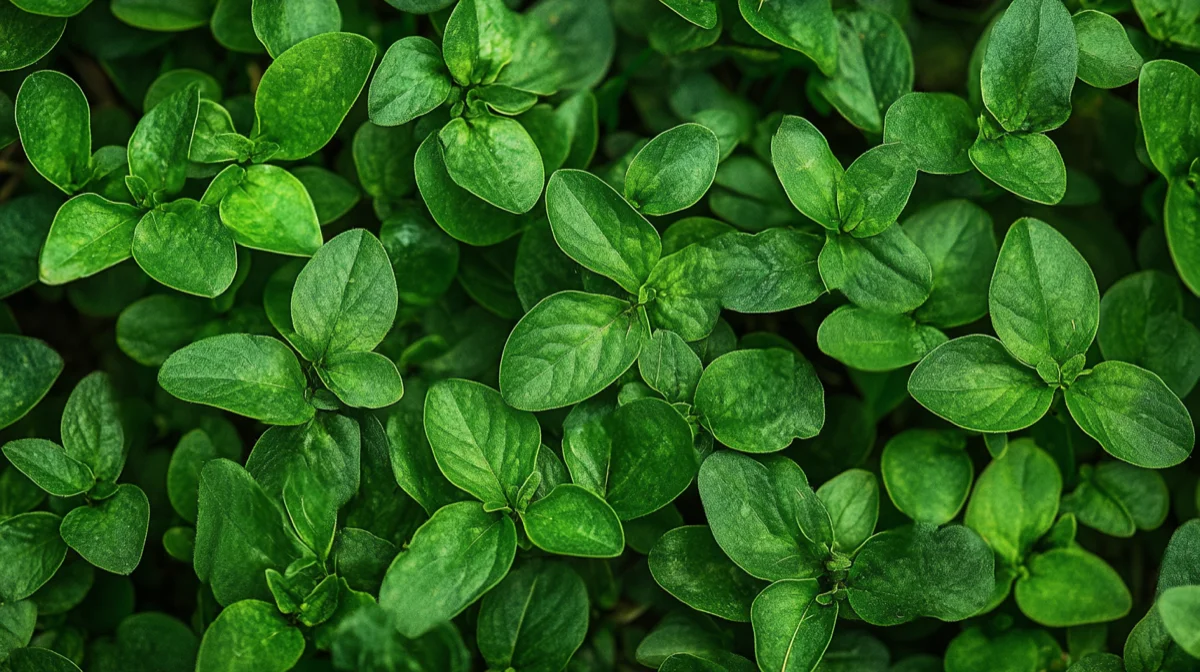 post emergent herbicides lakewood ranch