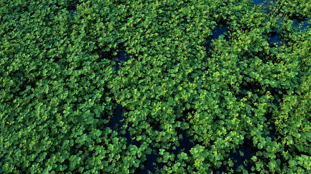 dollarweed bradenton fl