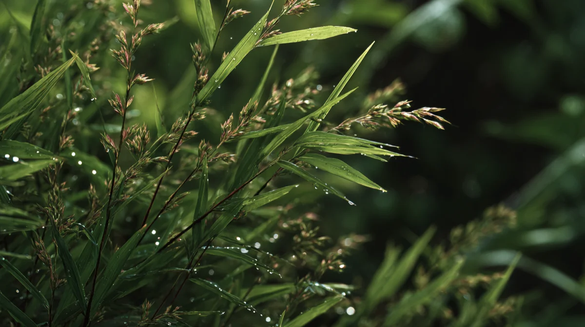 goosegrass weed control bradenton fl
