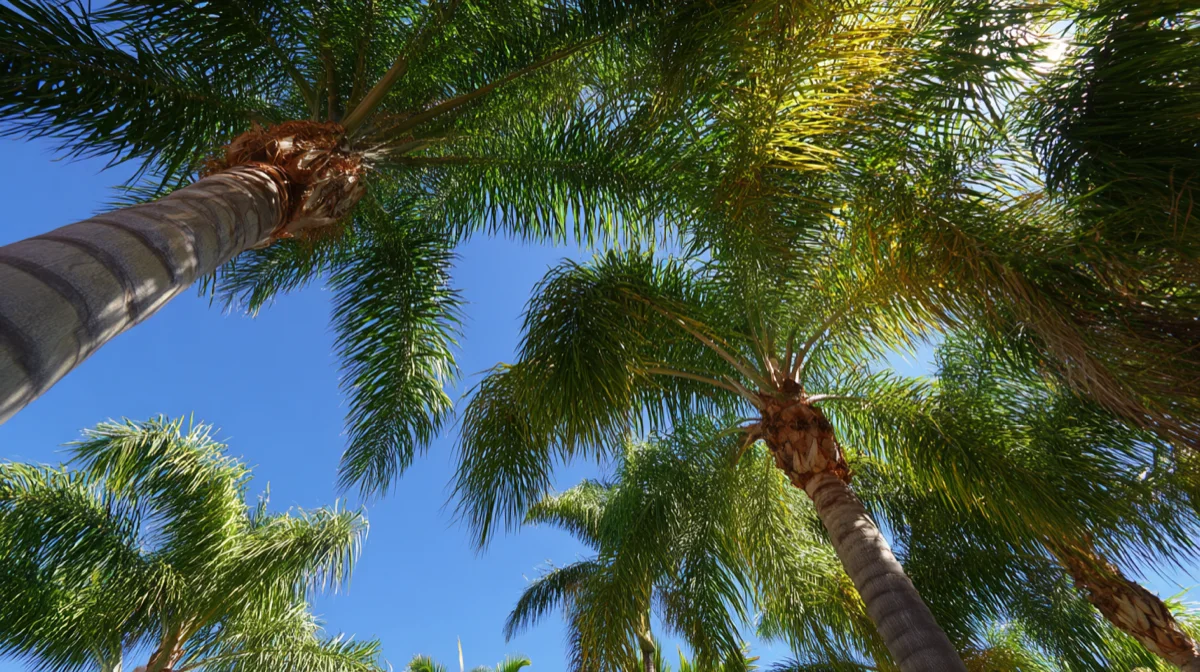 palm injections sarasota fl