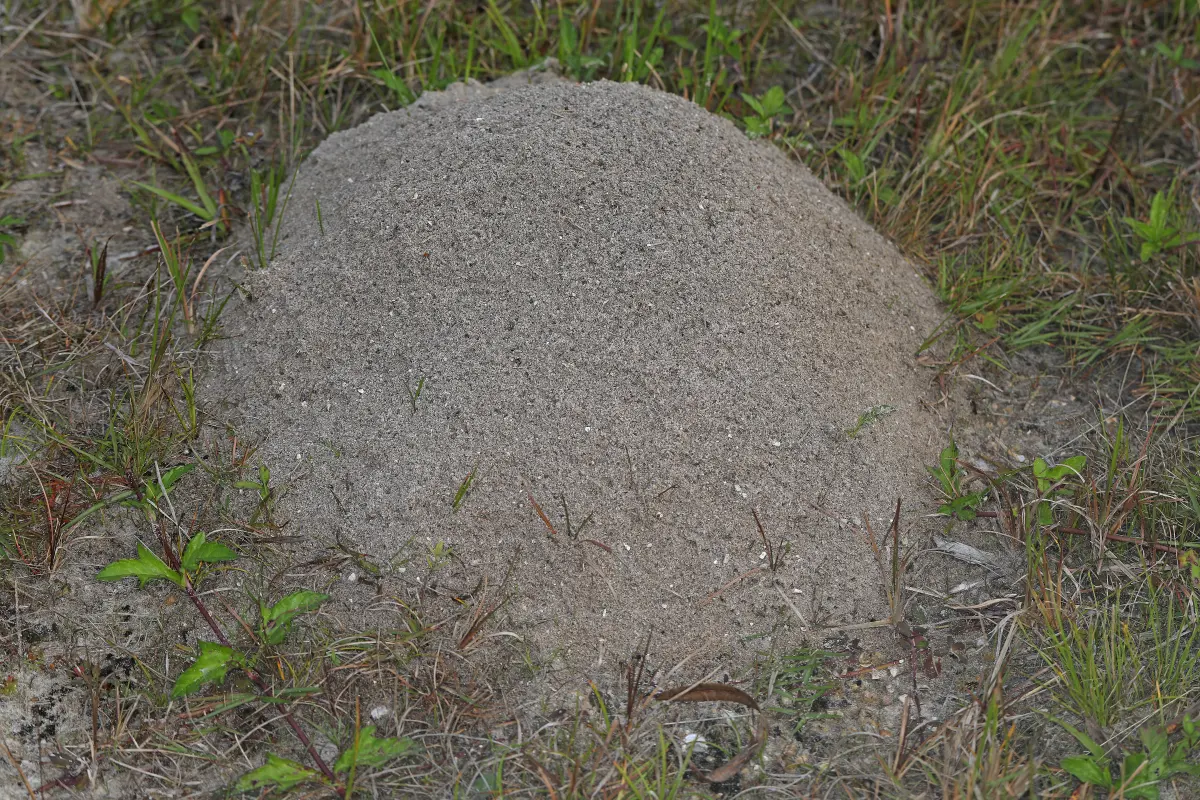 A red imported fire ant mound of loose sandy soil in a Florida field