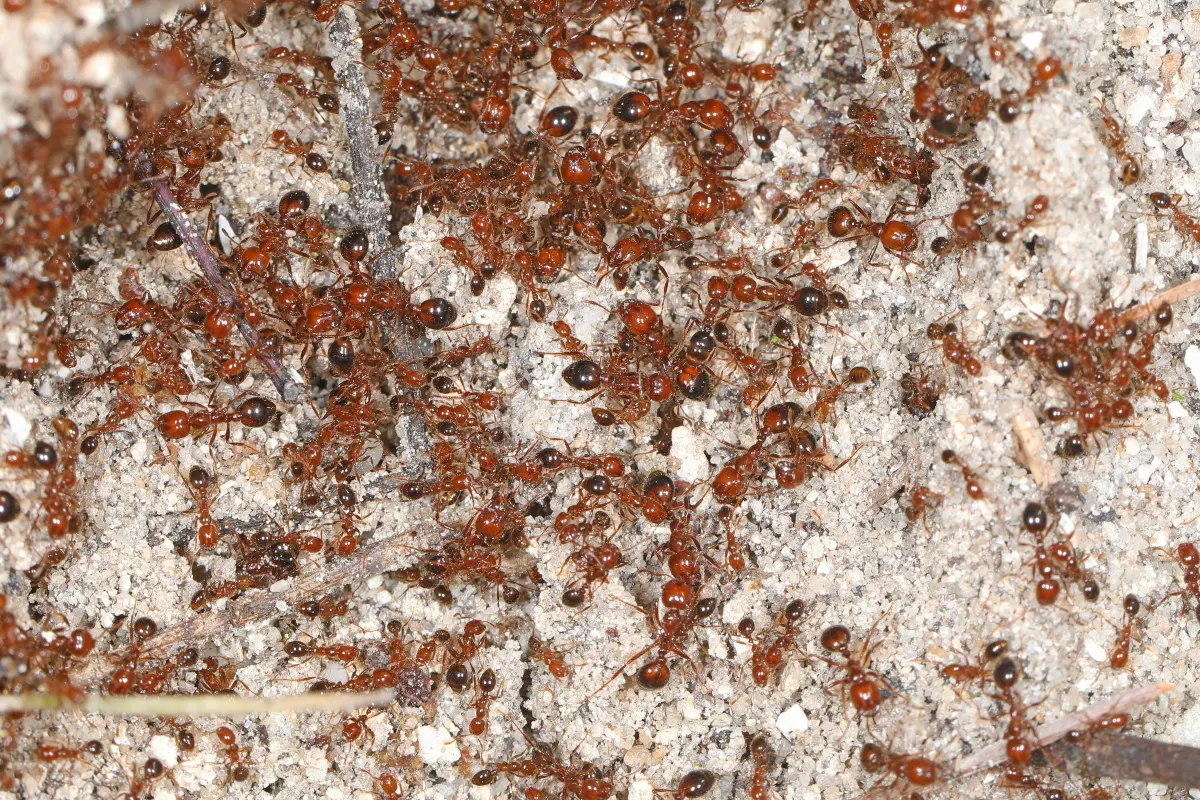 Red imported fire ant workers swarming over sandy soil in Florida
