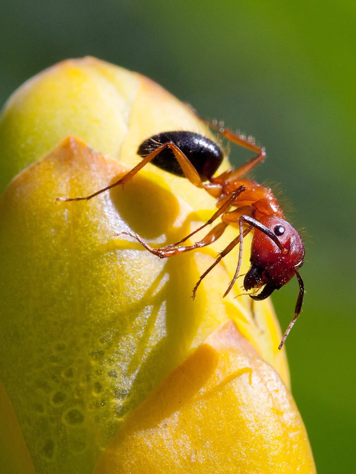 A Florida carpenter ant with a reddish-orange head and thorax and a black abdomen