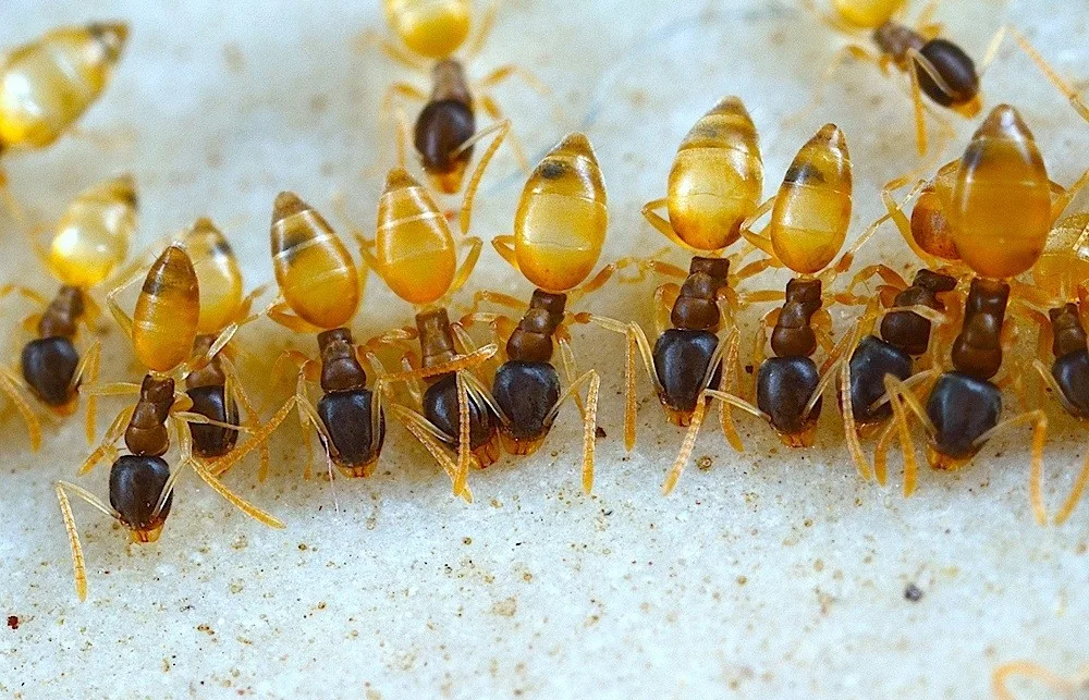 Ghost ants: tiny ants with dark heads and pale, see-through abdomens and legs