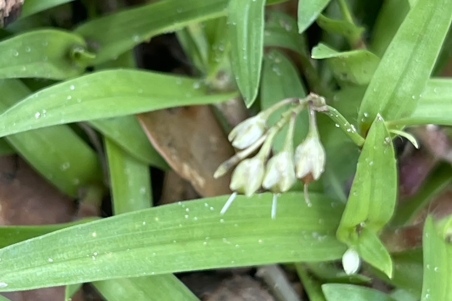 Doveweed: The Weed Mistaken for St. Augustine in Lakewood Ranch