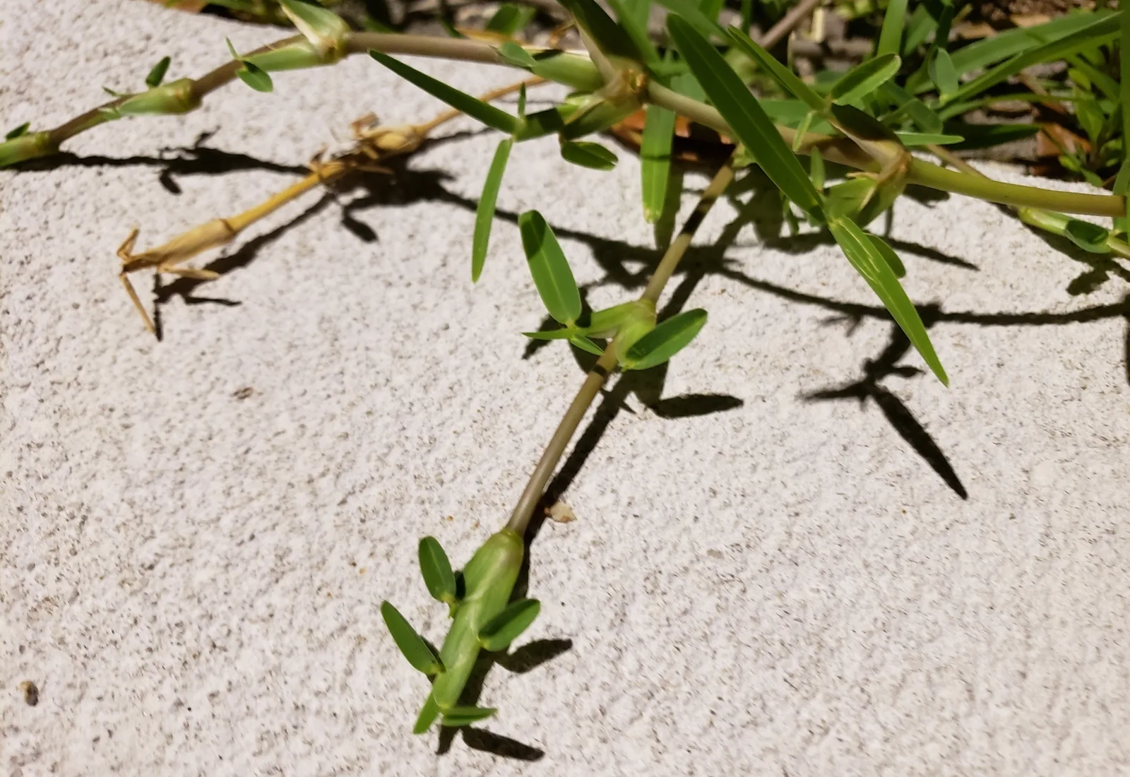 A Note for Whoever Mows Your St. Augustine Lawn