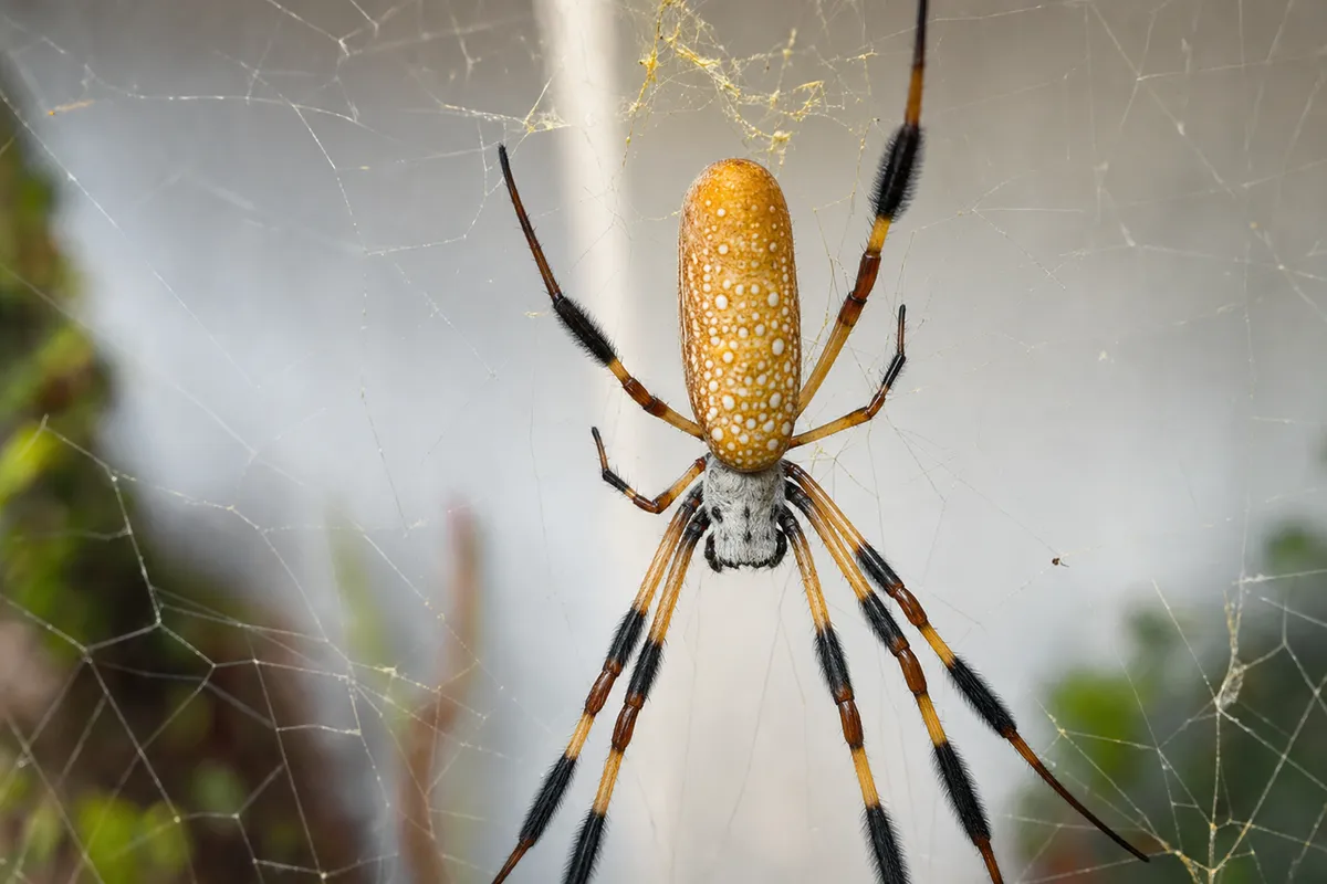 Banana Spiders in Southwest Florida: A Homeowner's Guide