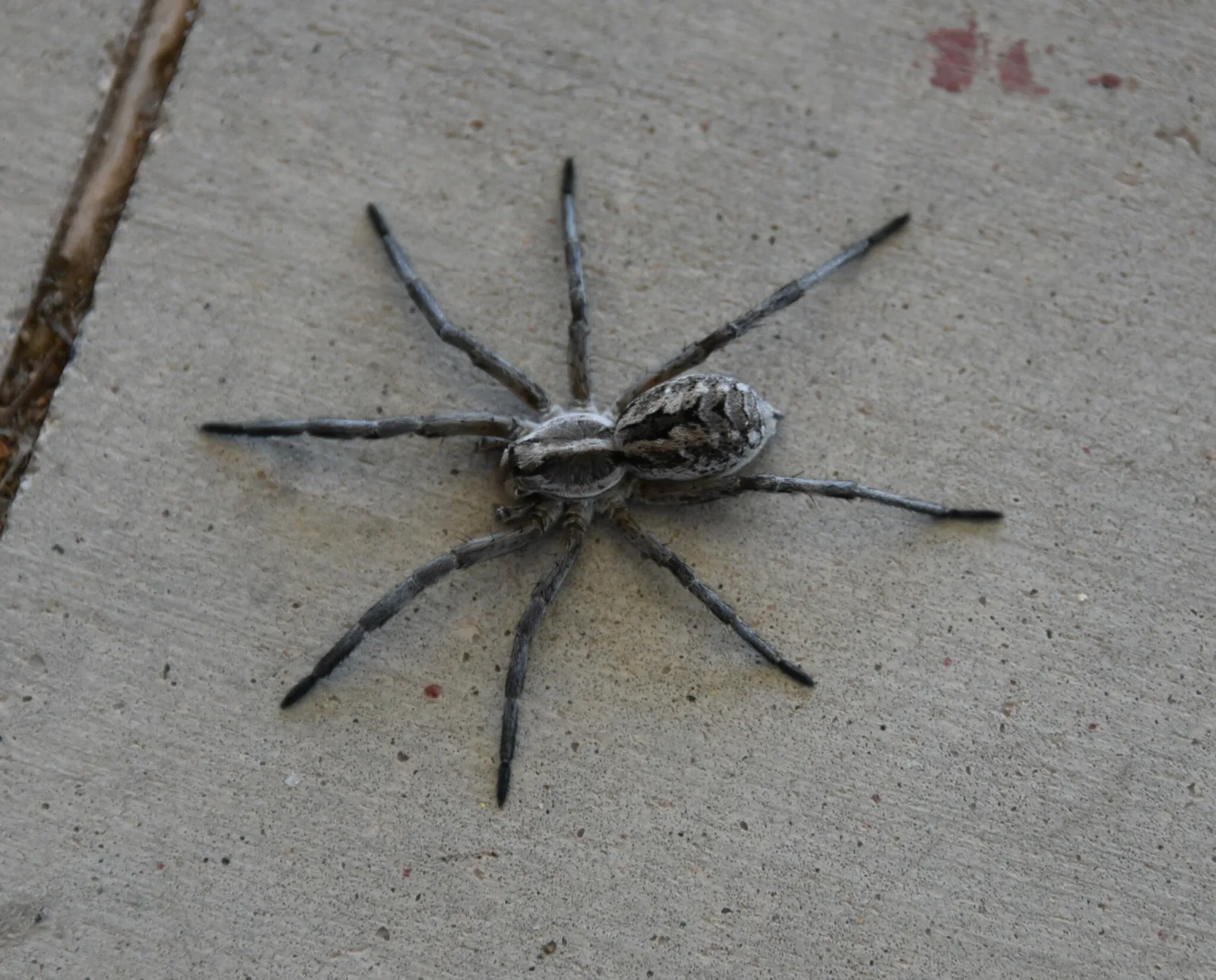 A female Carolina wolf spider (Hogna carolinensis): stockier body, legs held under the body, not flattened sideways