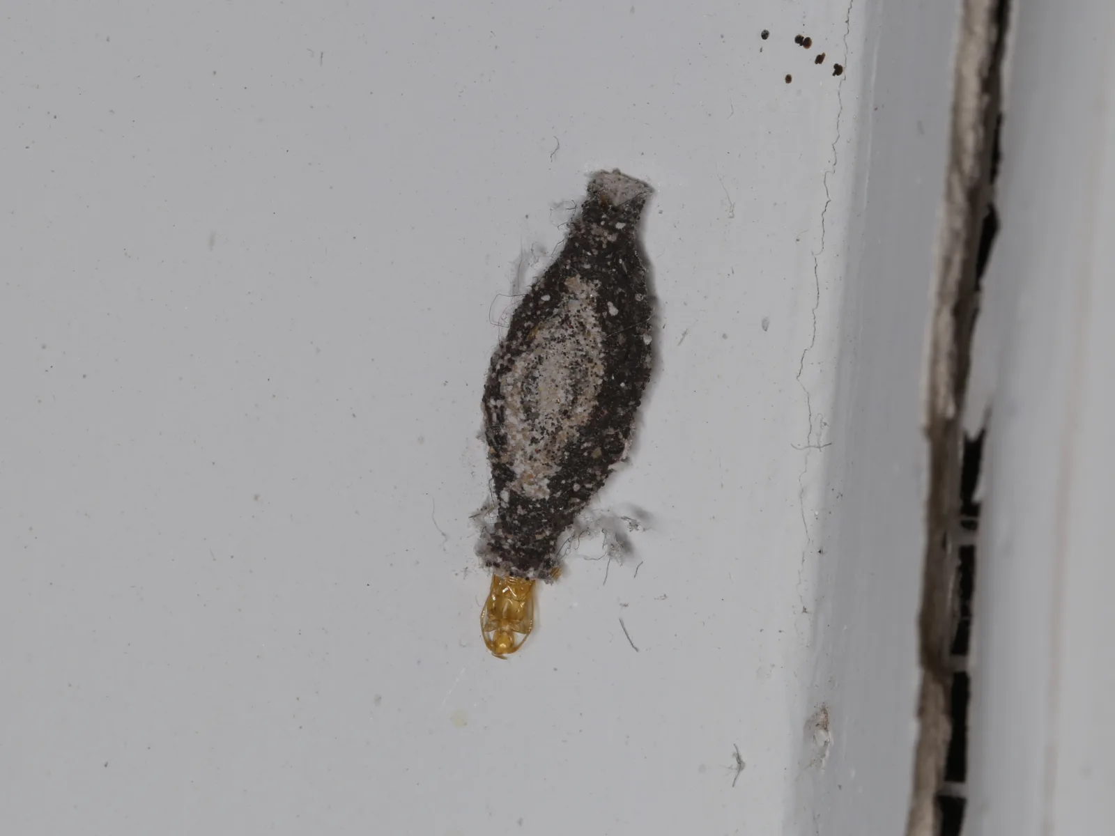 A plaster bagworm case stuck to a white wall, with the empty golden pupal skin poking out of one end