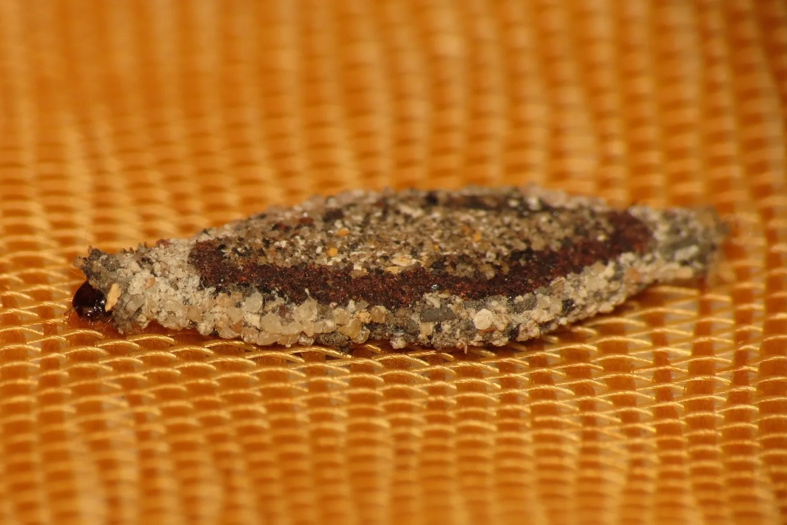 Close-up of a plaster bagworm case, a flat gray seed-shaped case built from sand and debris, with the larva's dark head poking out of one end