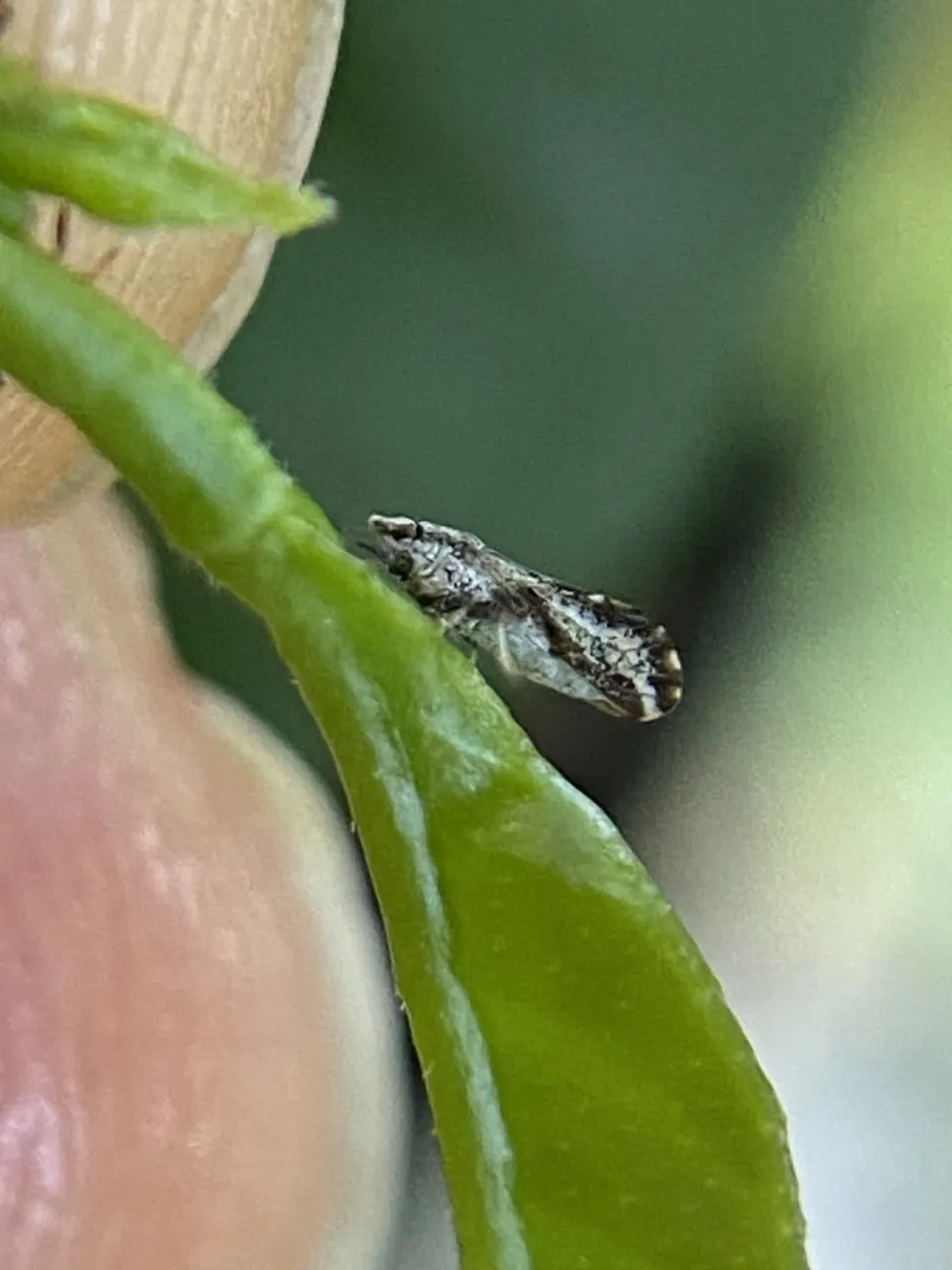An Asian citrus psyllid, a tiny mottled insect, tilted head-down on a citrus leaf