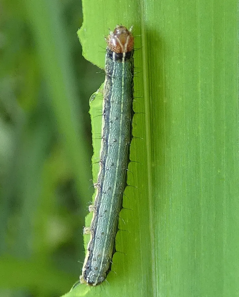 A fall armyworm caterpillar, green-gray with pale stripes and a brown head, on a grass blade