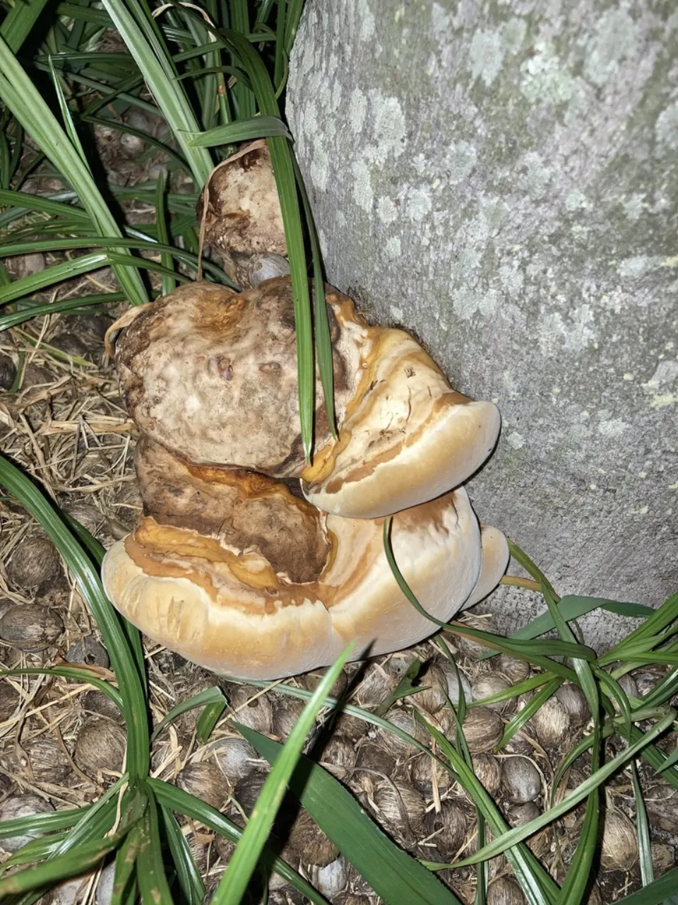 A shelf-like Ganoderma conk growing at the base of a palm trunk