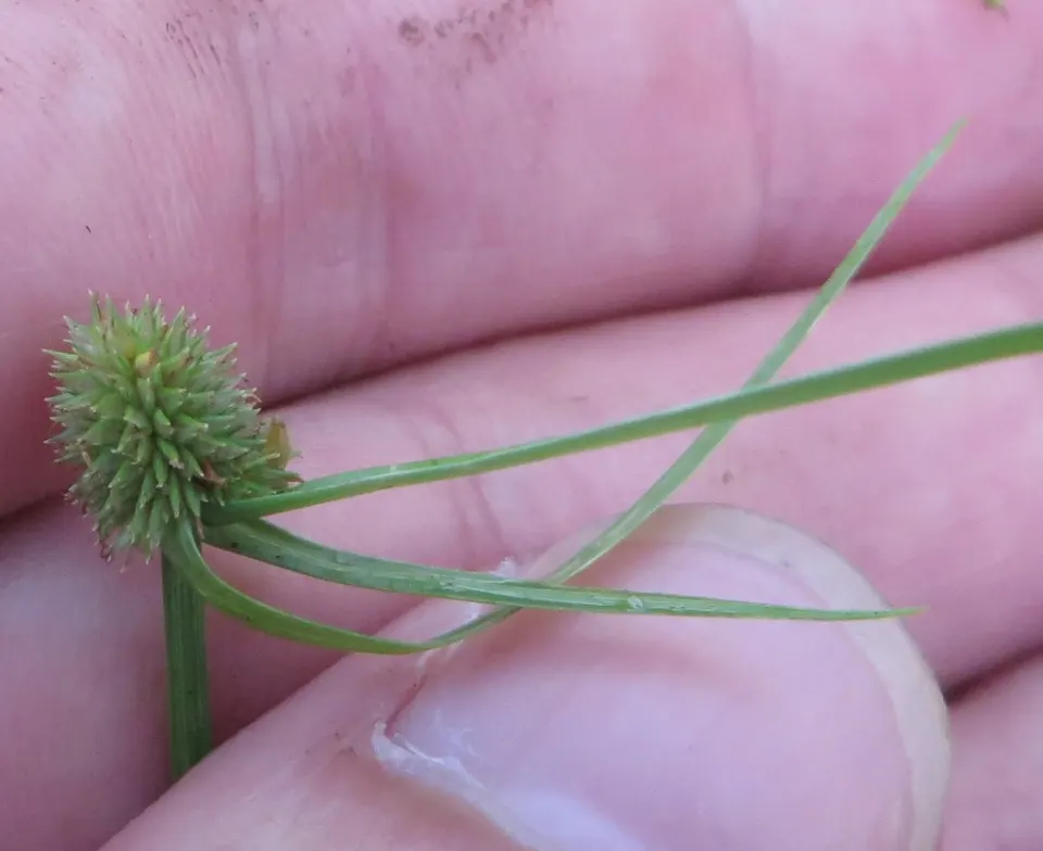 Green kyllinga: a thin sedge stem with a round green seed head, held in a hand