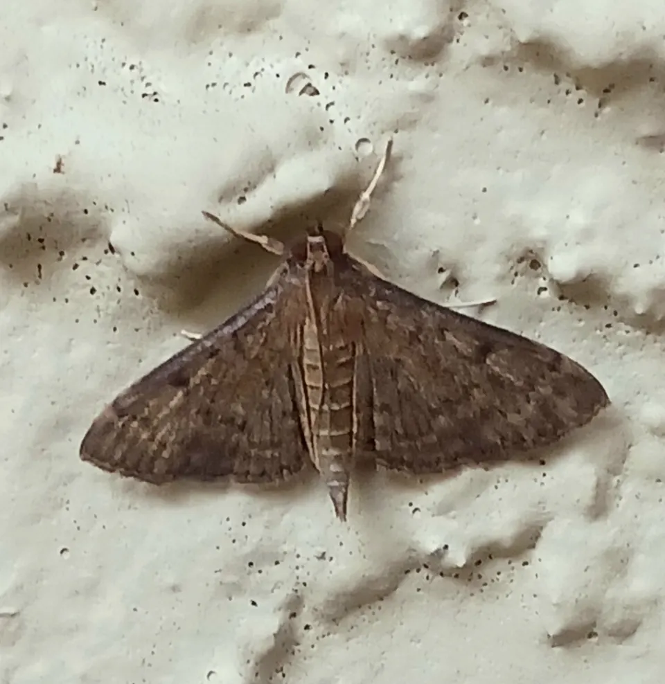 An adult tropical sod webworm moth, a small brown moth with patterned wings, resting on a white wall