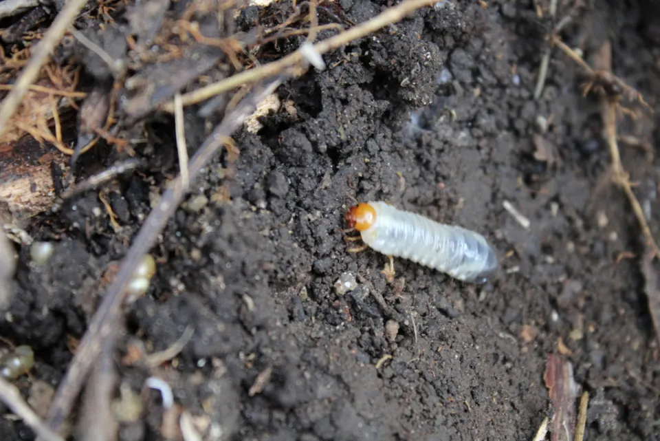 A white grub, a cream-colored beetle larva with an orange-brown head, in dark soil