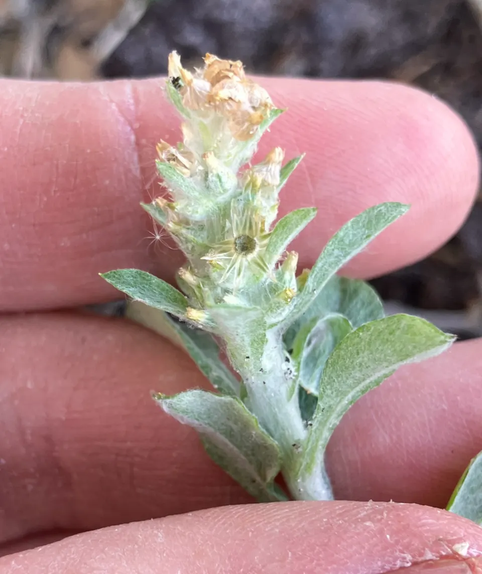 Cudweed: a small, gray-green, fuzzy winter weed held in a hand