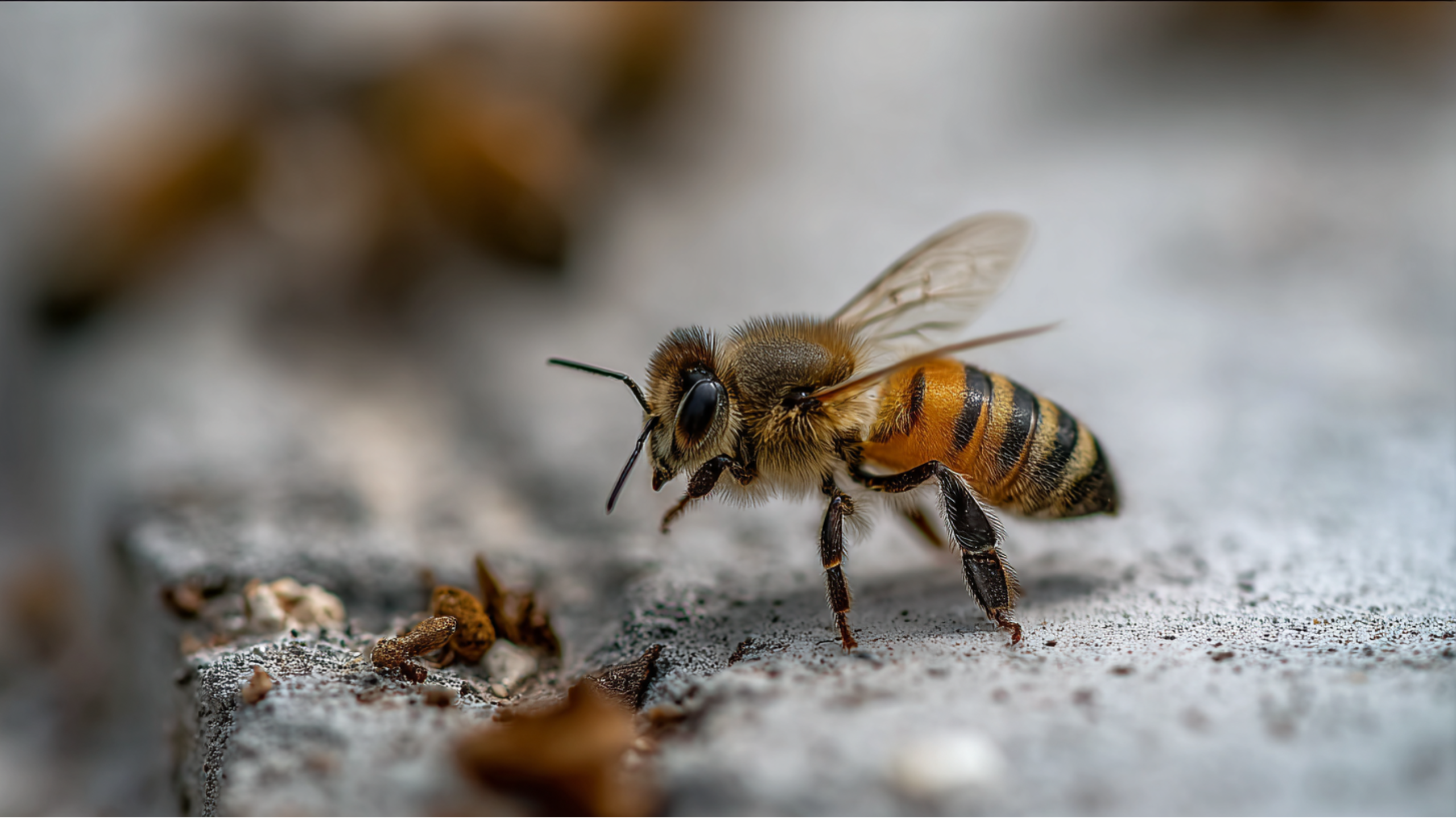 africanized bees bradenton florida