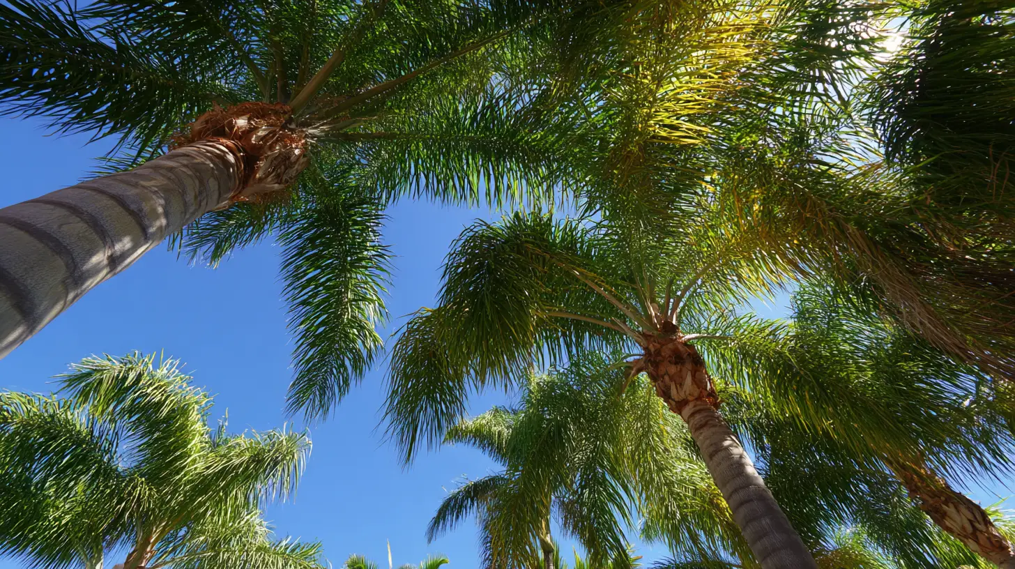 palm injections north port fl